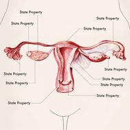 pro choice female reproductive illustration for new york times